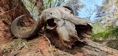 Australia’s Most Gripping News Stories of 2025: From Mushroom Murders to Cyclone Surges
