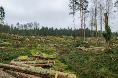 The European Union Deforestation Regulation (EUDR)