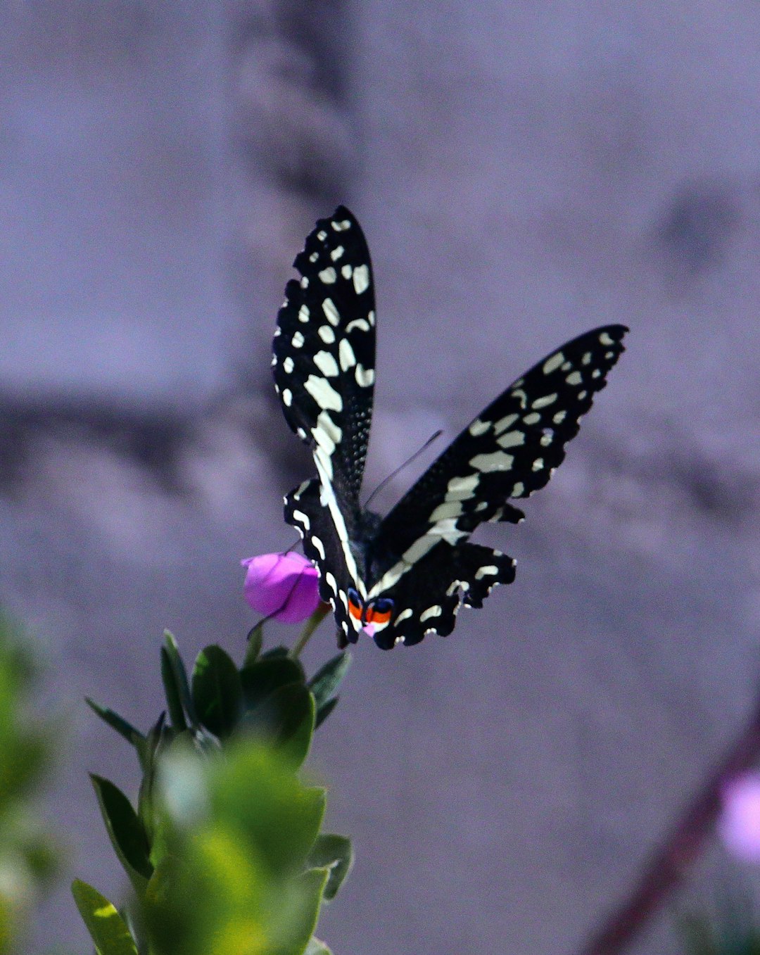 Dominoes and Butterfly Wings: How Conflicts Echo Across Borders