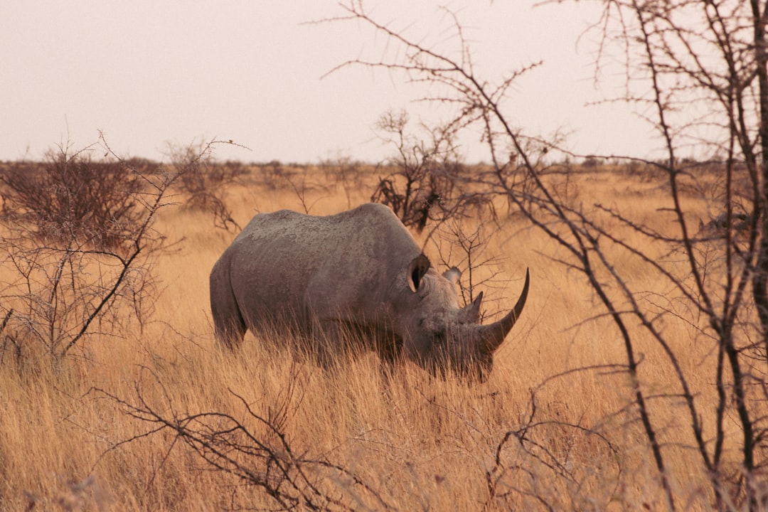 The Rise of Unethical Conservation: Growing Everything, But At What Cost?