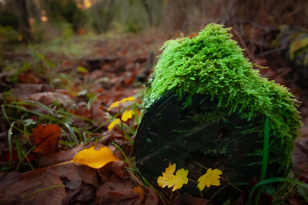 Title: The Rise of Biodegradable Electronics: Transforming Technology for a Sustainable Future