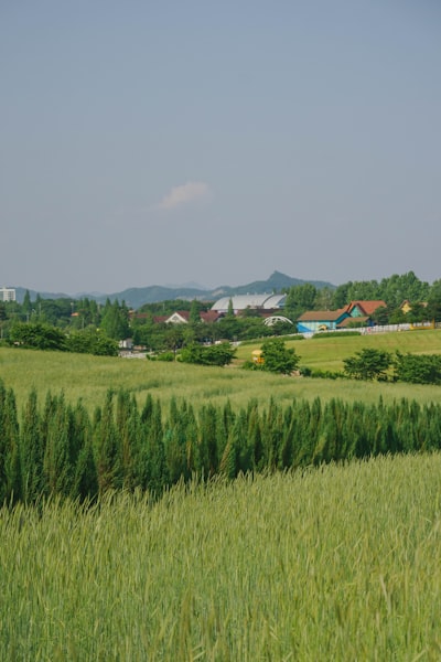 Grain Management Act (Yanggokbeop) in South Korea