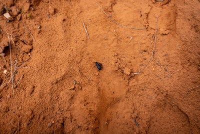 ¿Qué cuentan los suelos? La arqueología invisible de la violencia