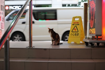 空港にクマ出没!日本の空港で起きた珍事件と野生動物との共存を考える