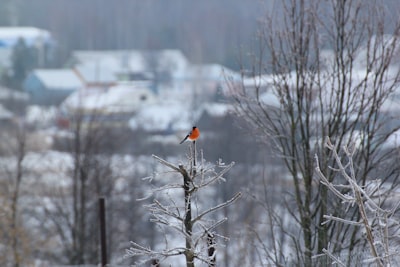 Orange Alert: When the Weather Becomes Our Shared Story