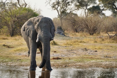 Tragedy on Safari: Lessons from the Fatal Elephant Attack in Zambia