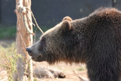 Bear Attack in Hokkaido: Warning Signs of a Changing Human-Wildlife Relationship