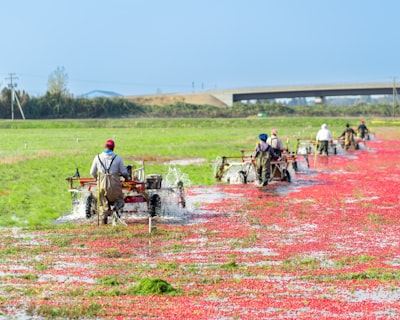 Matcha Madness: How Western Self-Care Is Bleeding Japanese Farmers Dry