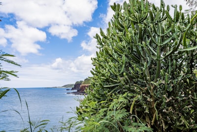 When Britain Turns Tropical: Imagining the Unexpected Futures of a Warming Island