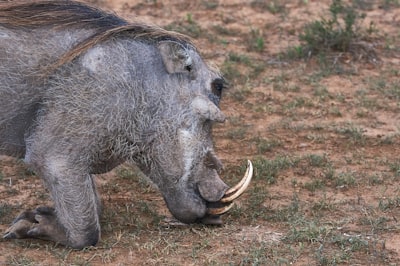 The Carnivore’s Paradox: Can We Satisfy Our Hunger Without Devouring the Planet?