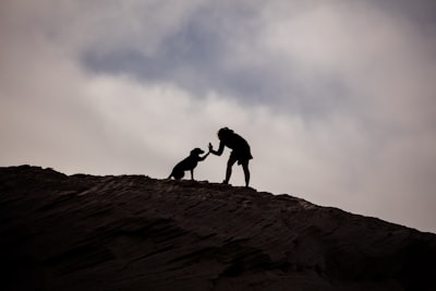 高雄浪犬咬死人事件:愛心與現實的衝突