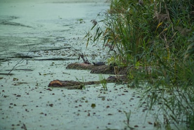 Florida’s Alligator Problem: When Wildlife and Human Safety Collide