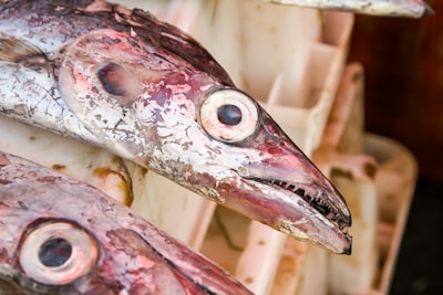 Could Reality Ever Imitate Squid Game? The Psychology Behind Deadly Competitions