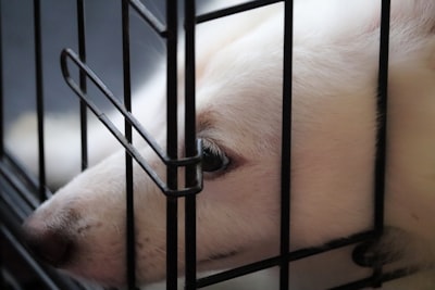 Justice or Oversight? The Troubling Message of Dropped Animal Cruelty Charges