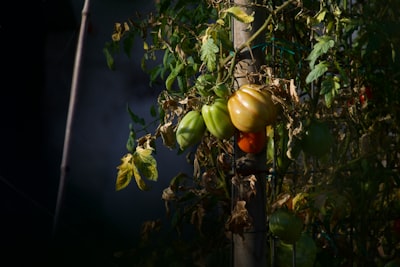 When 40°C Heat Becomes the New Normal: Will Germany Grow Tropical Fruit?