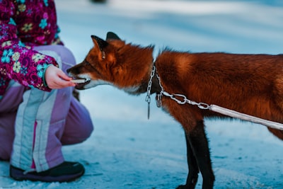 When Violence Meets Security: The Unspoken Risks to Working Animals