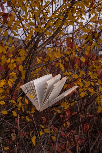 The Forgotten Art of Reading the Wind